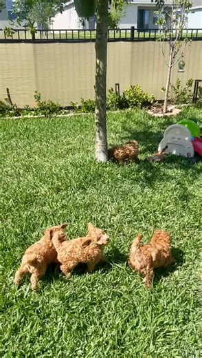 Mini Goldendoodle breeder in mid-Florida. Outside playtime #minigoldendoodles #puppiesneedlove