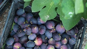 Growing and Harvesting Figs. Early Morning Fig picking