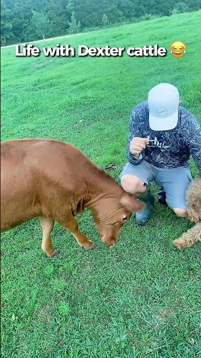 Jealous Dexter Heifer Won’t Let Us Pet the Dog 😂 #dextercattle #Homestead #FarmLife #Cow #farming