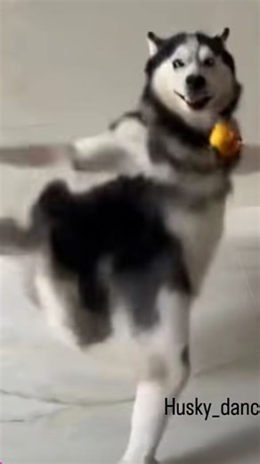 4Guys | Kya matlab C ki lab h😒😂 . . . . . #husky #dance #life #viral #goodvibes #college | Instagram