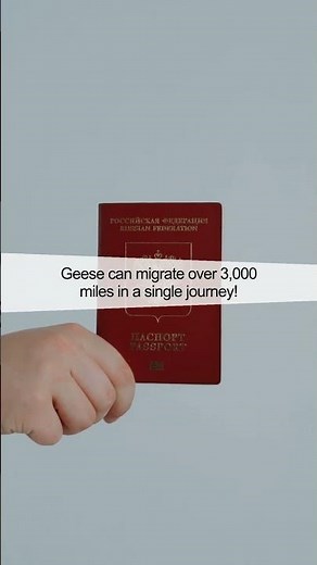 The Amazing Secrets of Geese Migration Unveiled!