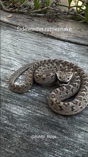the sidewinder rattlesnake (the fastest things and the best hunters)