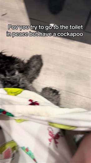 Chaotic as always x #cockapoo #funn #trend #fyp #dogsvideo