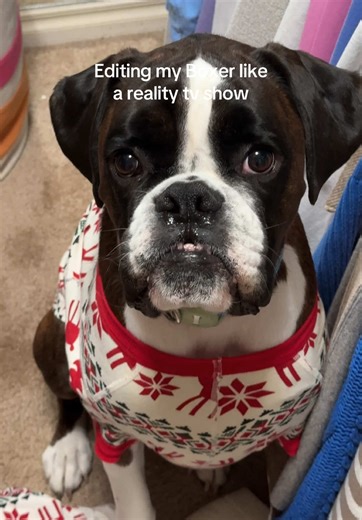 Meet Bear: The Most Expressive Boxer Ever!