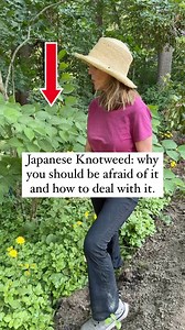 222K views · 1.1K reactions | Japanese knotweed (Reynoutria japonica)...