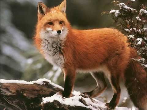 Sound of a fox fighting