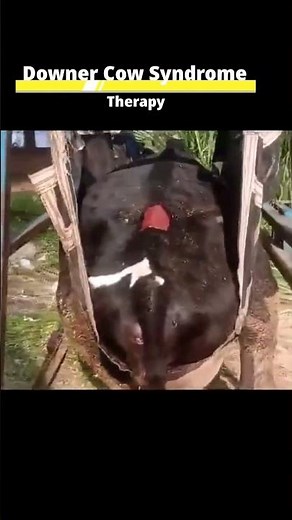 Downer Cow Syndrome THERAPY