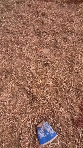 another download video bc download @Download Festival @Corey Taylor #download20 #slipknot