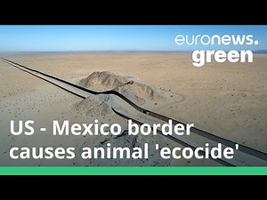 ‘Ecocide’: The US-Mexico border wall is blocking the movement of wild animals