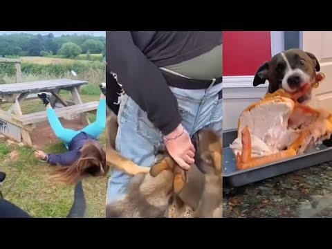 Hilarious Dog Videos to Make You Laugh - Funny Dog Compilation #3