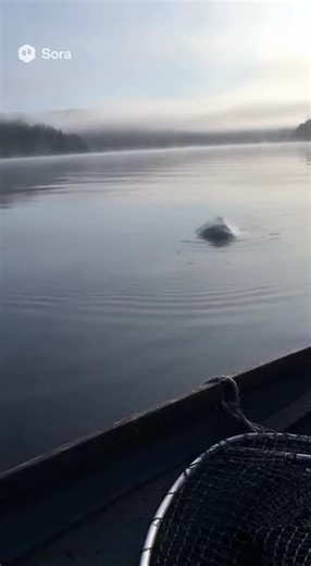 Exploring the Loch Ness Monster Legend