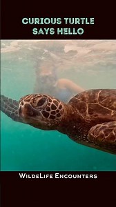 Curious Sea Turtle Comes Over to Greet Us | Incredible Wildlife Encounter