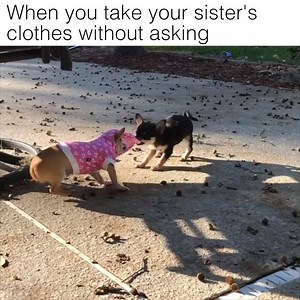 Who said you could borrow that?! | Lovimals