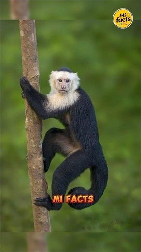 Scientist Experiment With Monkeys 🐒