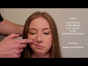 Muscle Palpation - Levator Anguli Oris & Risorius & Buccinator