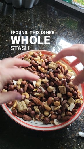 Chip & Chloe Squirrel and Wildlife Rescue on Instagram: "Zoey might hate me when she wakes up tonight, but it was time to clean out her nut stash so that she can transition onto a healthier diet. The outdoor squirrels will be very happy to take advantage of all the loot! #southernflyingsquirrel #flyingsquirrel #squirrelsofinstagram #squirrelsoffacebook #wildliferehab #wildliferehabilitator #wildliferehabilitation #squirrelvideos #zoeyflyingsquirrel"