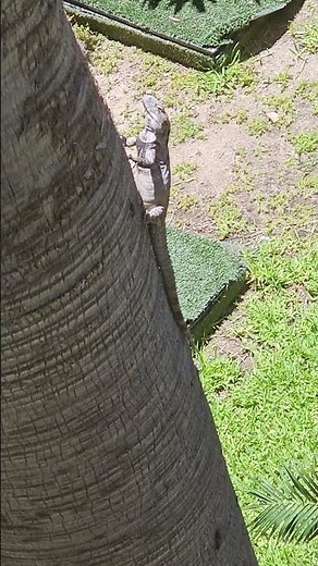 Massive Lizard on Tree! 🦎 Nature Up Close!