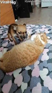 Watch: Jealous Dog Doesn't Like Cat Receiving Attention | Viral Video