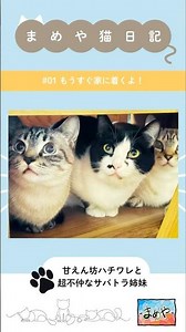 【-まめや-猫日記】#01奇跡の二重奏？！ #shorts #猫 #猫のいる暮らし #猫動画 #保護猫 #cat