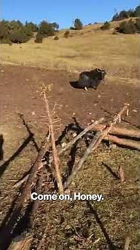 RFK Jr. CHARGED by yak in Resurfaced Video from Bhutan #shorts