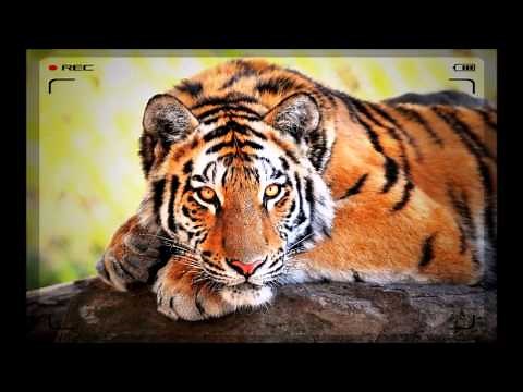 Soundtrack Hard Times