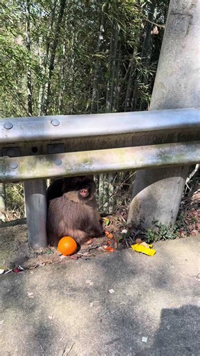 Xingxing the Spoiling Monkey: A Cute and Funny Animal