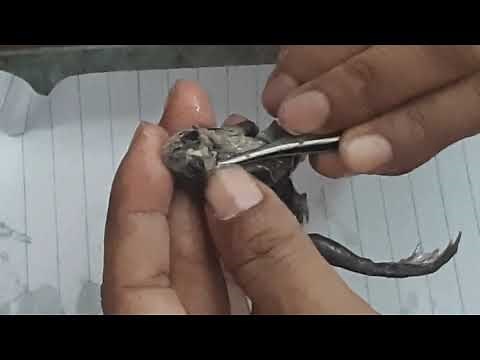 Dissection of brain of frog (frog nervous system)