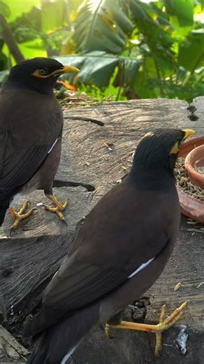 bird nature video for cats