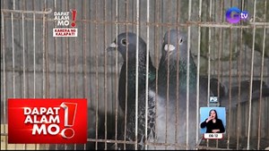 1.7M views · 6.1K reactions | Karera ng mga kalapati, gagawin na ulit ngayong taon! Ilang taon nang ginaganap ang mga karera ng kalapati sa iba’t ibang bahagi ng bansa. Ngayong taon, todo ensayo na raw ang mga magkakalapati dahil malapit na muling magkaroon ng mga karera matapos ang isang taong ban dahil sa “bird flu”. Ready, set, lipad?! Panoorin ang video. | Dapat Alam Mo | GMA Public Affairs | Facebook