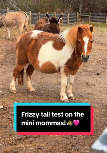 Frizzy Tail Test on Mini Mommas Revealed! 🐴