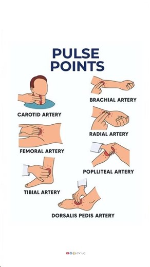 Important Pulse Points You Should Know #pulse #healthy #bodycare #shortfeed #tips