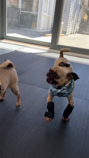 PugRescueVic on Instagram: "Biggie Smalls being cheeky… Fourth physio session with Sarah the @thepetphysio with his special front leg custom made braces made by Orthotist/Prosthetist Liz from @animal.tech and he’s using them well yippy… Laser, massage, stretching and balancing..… Pru of course joined him… Biggie’s front deformed bendy legs wearing the braces become much more supported and straight… Which is great… Biggie Smalls xxx www.pugrescue.org.au 🐾Biggie Smalls was a puppy farm boy cruelt