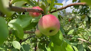 1.1K views · 45 reactions | Apple picking season is here! Here are...
