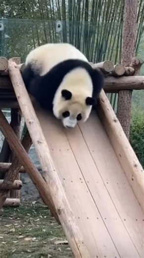Panda Tumbles Down Slope and Keeps Going 🐼 #panda #funny #hilarious