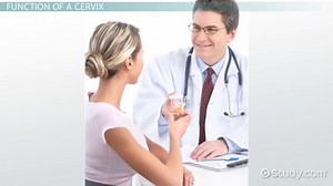 Cervix Anatomy, Location & Function