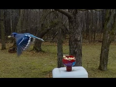 Slow Motion Blue Jay Flight