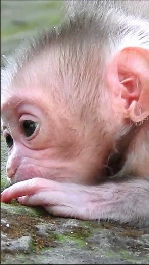 Sleepy Baby Monkey Can Barely Keep Its Eyes Open! (Too Cute!)