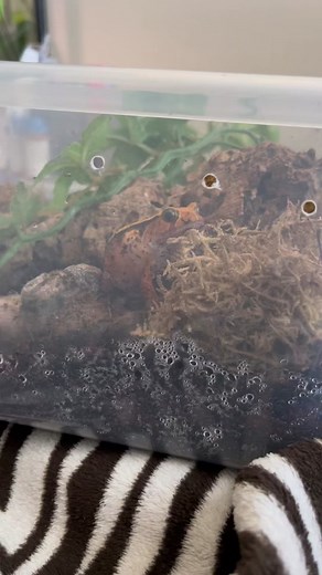 He’s very angry 😅 #frog #frogtok #frogsoftiktok #tomatofrog #fyp