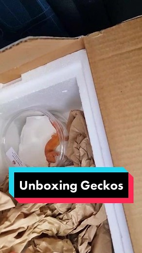 The Most Expensive Leopard Gecko - Unboxing Geckos