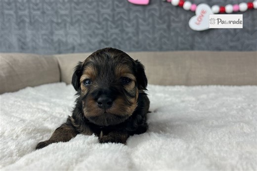 Churro - Havapoo Puppy 4F2005