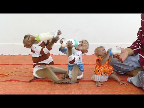 clever three siblings drinking milk look like pro