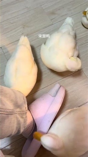 Duck Love: A Heartwarming Tale of Cole the Duck's Adorable Quirks