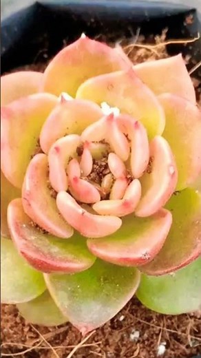 Different Types Of Cactus plant | 15 Varieties short video