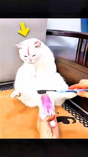 The Purple Cat Transformation #shortsfeed #cat #shorts