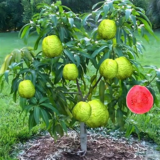 Best Way to Grow Guava in a Mango Tree Faster. | Farm Tree