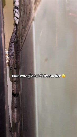 Free order ពី@RH room kot mean jrern nas 😭#នាទីធ្លាក់likeបានជះមកដល់ហើយ😂