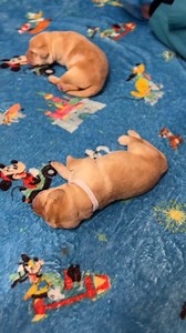 57K views · 1.7K reactions | When future service dogs get their first collars  Via Guide Dogs of America. | Dog Bless You | Facebook