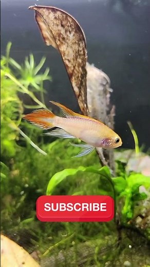 4 Mini Predator Ornamental Fish for Small Aquariums