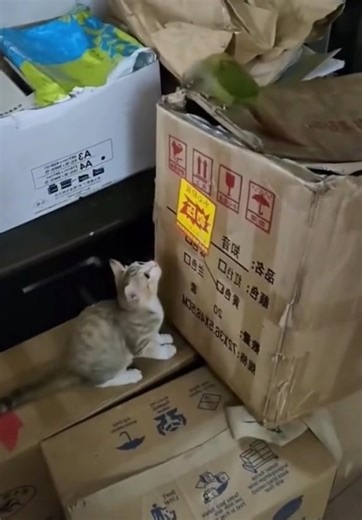 Smart Parrots: Exploring Their Intelligence and Charm