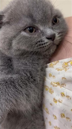 "Why My Cat Is Crying So Much? 😿#CatCrying #CuteCatVideo #FunnyCat #CatSounds #CryingCat #lovelycat